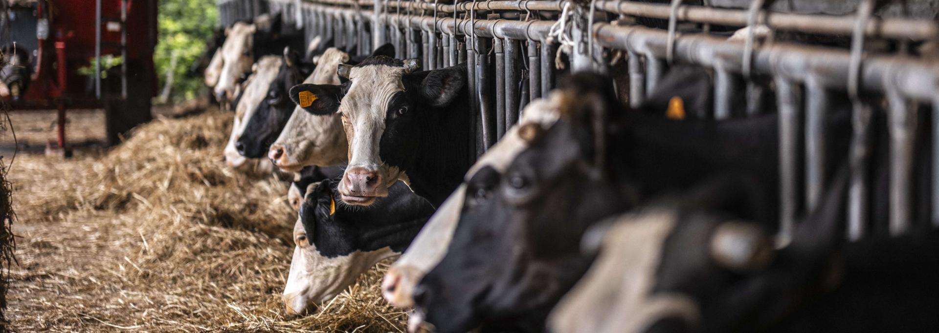 Les vaches de la ferme La Bela