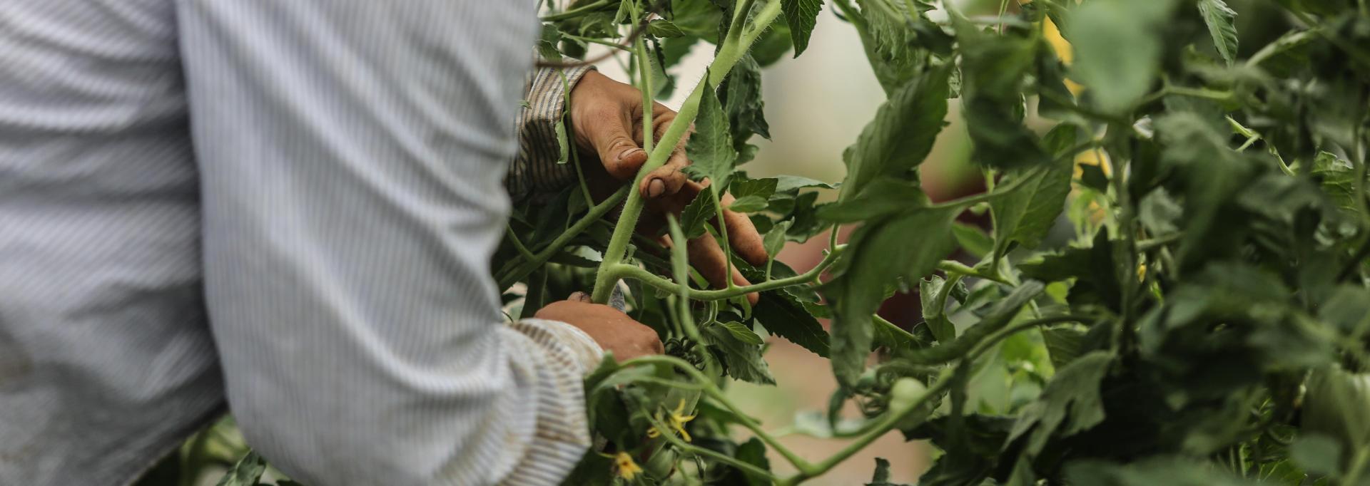 Un agriculteur en train de s'occuper de son jardin