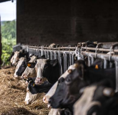 Les vaches de la ferme La Bela