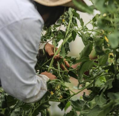 Un agriculteur en train de s'occuper de son jardin