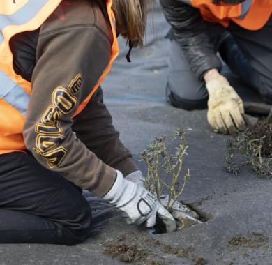 Plantations autour du parking de la gare