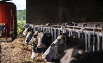 Les vaches de la ferme La Bela