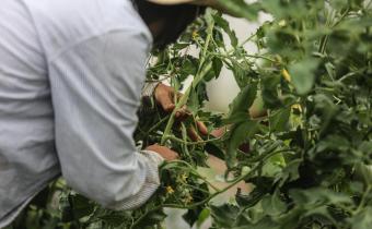 Un agriculteur en train de s'occuper de son jardin