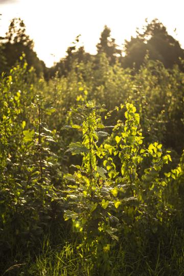 Les espaces verts de l'EPHAD Nouste-Soureilh