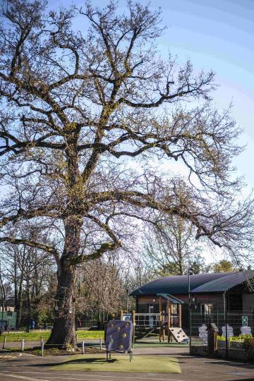 Un arbre dans la cours d'école des Lilas